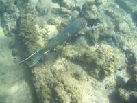 Unterwasser 15.07. &ndash; &copy; Betina Marinow (Eberhardt TRAVEL)