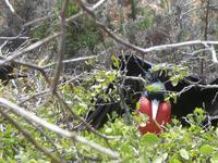 Insel Seymour Norte &ndash; &copy; Betina Marinow (Eberhardt TRAVEL)