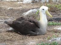 Albatros &ndash; &copy; Betina Marinow (Eberhardt TRAVEL)