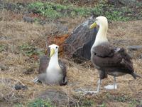 Albatros Paar &ndash; &copy; Betina Marinow (Eberhardt TRAVEL)