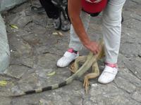 Guayaquil Leguanpark &ndash; &copy; Betina Marinow (Eberhardt TRAVEL)