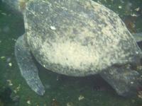 Wasserschildkröte &ndash; &copy; Betina Marinow (Eberhardt TRAVEL)