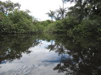 Cuyabeno Reservat - Spiegelbild &ndash; &copy; Annette Weise (Eberhardt TRAVEL)