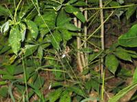 Cuyabeno Reservat -Nachtwanderung - Spinne &ndash; &copy; Annette Weise (Eberhardt TRAVEL)