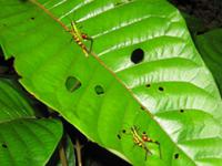 Cuyabeno Reservat -Nachtwanderung - Heuschrecken &ndash; &copy; Annette Weise (Eberhardt TRAVEL)