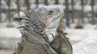 Guayaquil - Park der Leguane &ndash; &copy; Annette Weise (Eberhardt TRAVEL)