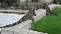 Guayaquil - Park der Leguane &ndash; &copy; Annette Weise (Eberhardt TRAVEL)