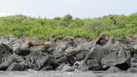 Galapagos - Insel Lobos - Robben &ndash; &copy; Annette Weise (Eberhardt TRAVEL)