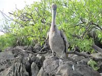 Galapagos - Insel Lobos - Pelikan &ndash; &copy; Annette Weise (Eberhardt TRAVEL)