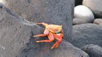 Galapagos - Espanola - Krabbe &ndash; &copy; Annette Weise (Eberhardt TRAVEL)