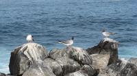 Galapagos - Espanola - Gabelschwanzmöwen &ndash; &copy; Annette Weise (Eberhardt TRAVEL)