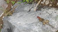 Galapagos - Espanola - Lavaechse &ndash; &copy; Annette Weise (Eberhardt TRAVEL)