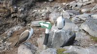 Galapagos - Espanola - Blaufuß-Tölpel &ndash; &copy; Annette Weise (Eberhardt TRAVEL)