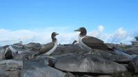 Galapagos - Espanola - Gabelschwanzmöwe &ndash; &copy; Annette Weise (Eberhardt TRAVEL)