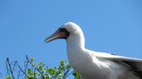 Galapagos - Espanola - Masken-Tölpel &ndash; &copy; Annette Weise (Eberhardt TRAVEL)