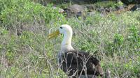 Galapagos - Espanola - Albatros &ndash; &copy; Annette Weise (Eberhardt TRAVEL)