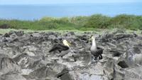 Galapagos - Espanola - Albatrosse &ndash; &copy; Annette Weise (Eberhardt TRAVEL)