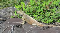 Galapagos - Espanola - Lavaechse &ndash; &copy; Annette Weise (Eberhardt TRAVEL)