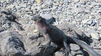 Galapagos - Espanola - Meersechse &ndash; &copy; Annette Weise (Eberhardt TRAVEL)