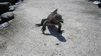Galapagos - Espanola - Meersechse &ndash; &copy; Annette Weise (Eberhardt TRAVEL)