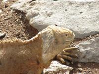 Galapagos - Santa Fee - Gelber Landleguan &ndash; &copy; Annette Weise (Eberhardt TRAVEL)
