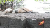 Galapagos - Floreana - Seelöwen &ndash; &copy; Annette Weise (Eberhardt TRAVEL)