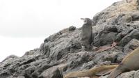 Galapagos - Floreana - Pinguin &ndash; &copy; Annette Weise (Eberhardt TRAVEL)
