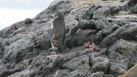 Galapagos - Floreana - Pinguin &ndash; &copy; Annette Weise (Eberhardt TRAVEL)