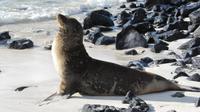 Galapagos - Santa Fee - Seelöwe &ndash; &copy; Annette Weise (Eberhardt TRAVEL)