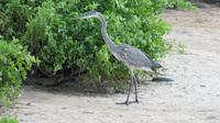 Galapagos - Santa Fee - Silberreiher &ndash; &copy; Annette Weise (Eberhardt TRAVEL)