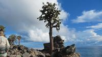 Galapagos - Santa Fee - KakteenbÃ€ume &ndash; &copy; Annette Weise (Eberhardt TRAVEL)
