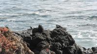 Galapagos - Santa Fee - Meeresechsen &ndash; &copy; Annette Weise (Eberhardt TRAVEL)