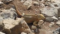 Galapagos - Santa Fee - Gelber Landleguan &ndash; &copy; Annette Weise (Eberhardt TRAVEL)