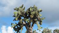 Galapagos - Santa Fee - Kakteenbaum &ndash; &copy; Annette Weise (Eberhardt TRAVEL)