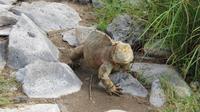 Galapagos - Santa Fee - Gelber Landleguan &ndash; &copy; Annette Weise (Eberhardt TRAVEL)