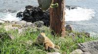 Galapagos - Santa Fee -  Gelber Landleguan &ndash; &copy; Annette Weise (Eberhardt TRAVEL)