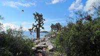 Galapagos - Santa Fee -