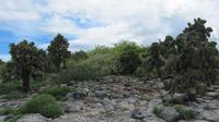 Galapagos -Plaza Sur &ndash; &copy; Annette Weise (Eberhardt TRAVEL)