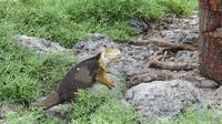Galapagos -Plaza Sur - Gelber Landleguan &ndash; &copy; Annette Weise (Eberhardt TRAVEL)