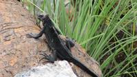 Galapagos -Plaza Sur -Junge Meeresechse &ndash; &copy; Annette Weise (Eberhardt TRAVEL)