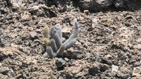 Galapagos - Ausflug nach Bartolome &ndash; &copy; Annette Weise (Eberhardt TRAVEL)