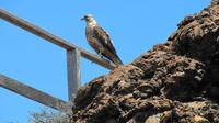 Galapagos - Ausflug nach Bartolome - Galapagos-Bussard &ndash; &copy; Annette Weise (Eberhardt TRAVEL)