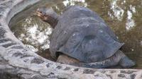 Galapagos - Carles-Darwin-Forschungsstation- Lone Some Georges &ndash; &copy; Annette Weise (Eberhardt TRAVEL)