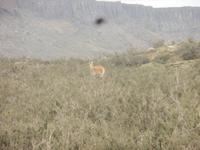 Vicunas &ndash; &copy; Sylvia Sann (Eberhardt TRAVEL)