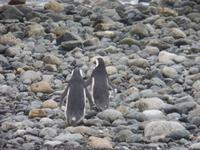 Insel Magdalena &ndash; &copy; Sylvia Sann (Eberhardt TRAVEL)