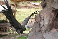 Fahrt von Cusco nach Urubamba & Ollantaytambo - Alpakafarm &ndash; &copy; Jacob Spangenberg (Eberhardt TRAVEL)