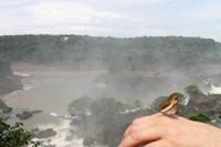 Iguazu Wasserfälle &ndash; &copy; Jacob Spangenberg (Eberhardt TRAVEL)