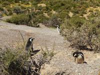 Pinguinfamilie