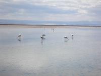 Salar de Atacama &ndash; &copy; Constanze Hölig (Eberhardt TRAVEL)