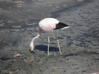 Flamingo &ndash; &copy; Constanze Hölig (Eberhardt TRAVEL)